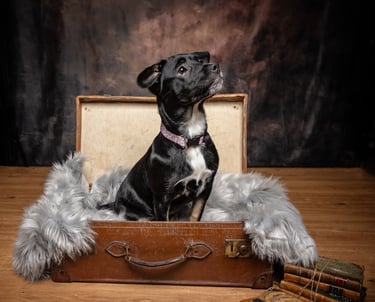 black puppy in suitcase