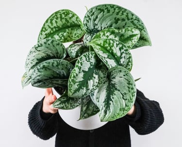 Scindapsus Exotica