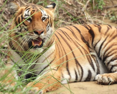 tiger in the Bardia National park