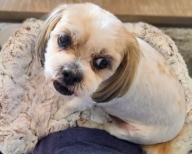 Cute white dog enjoying closer connection in the Furr Lap, Pet Lap Bed