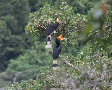 Sumatra Trekking Orangutan