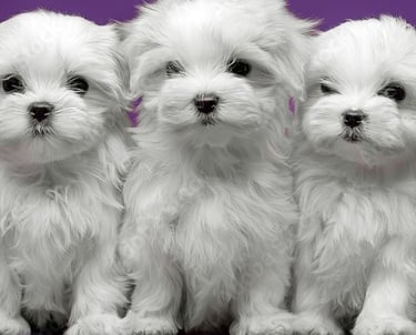 Perfect Paw Pups Maltese puppies for sale in Texas