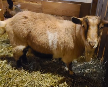 Myotonic Goat Breeders