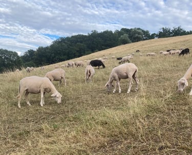 Die Merino Landschafe sind auf der Weide am Österberg