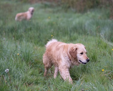 golden retrievers parents testés