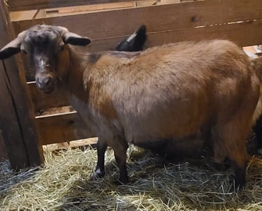 MGR Registered Goats