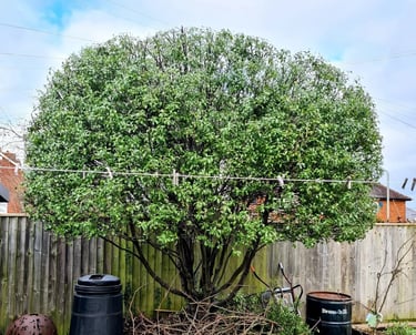 true pruning service devon