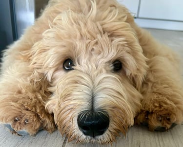 un golden doodle in Italia color crema