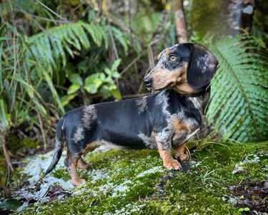 dapple dachshund New Zealand