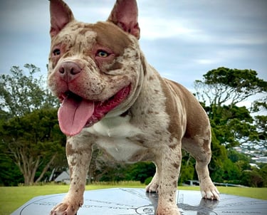 merle pocket american bully New Zealand