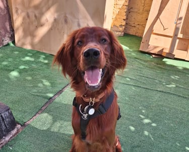 Campamento de perros ñuñoa