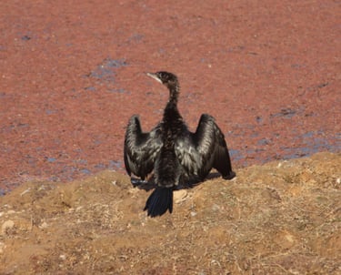 birding in ranthambore national park