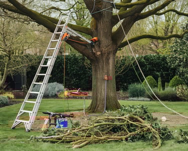 Professional tree cutting services available