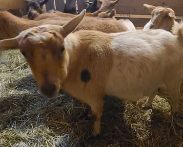 Registered Fainting Goats Pennsylvania