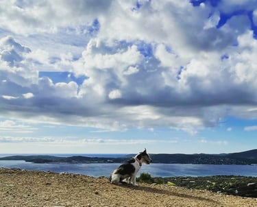 chien qui contemple la baie de saint-tropez