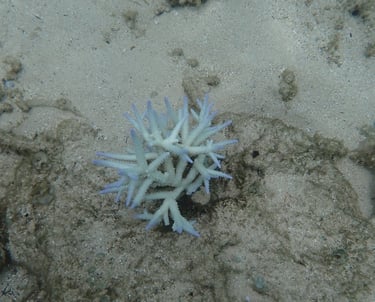 Bleached Acropora colony in coral gardens in St Felix (Mar 2025)