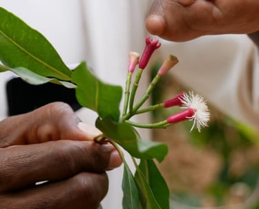 Aromatic clove buds growing on a clove tree at a Zanzibar spice farm