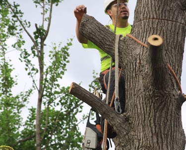 a man in a safety vest is climbing up a tree