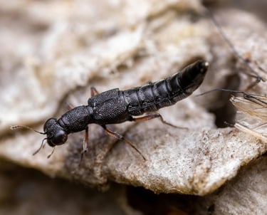 Predatory "Rove" beetle