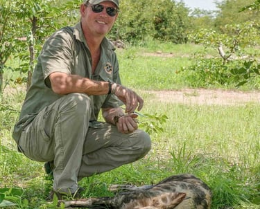 Peter Blinston with immobilised Wild Dog in which bush