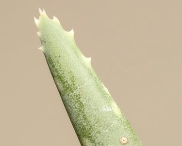 Aloe Vera spikes close up