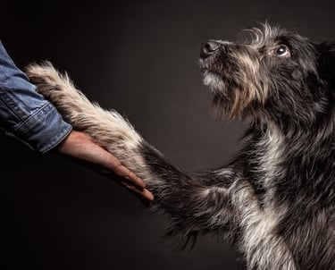 Rough coated black dog shaking paws with owner