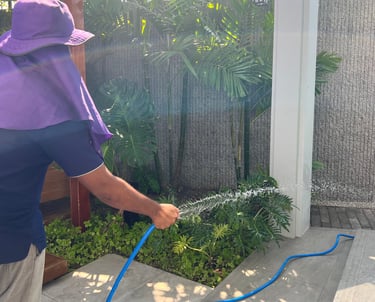 รดน้ำต้นไม้