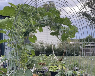 Incorporating different growing modalities - squash plant growing on arched trellis