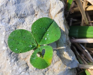 a fragile plant growing on a rock with a heart shaped form in the leaf