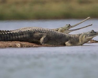 aligator safari in ranthambore national park