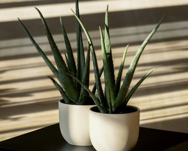 Aloe Vera pot plants