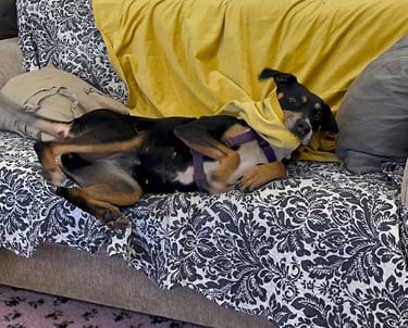 a silly dog rolling on a couch with a blanket in it's mouth