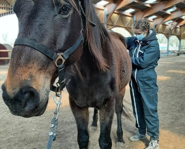 Ostéopathie animale, séance pour un cheval