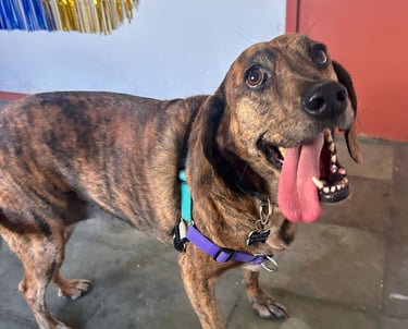 Clases de reactividad canina