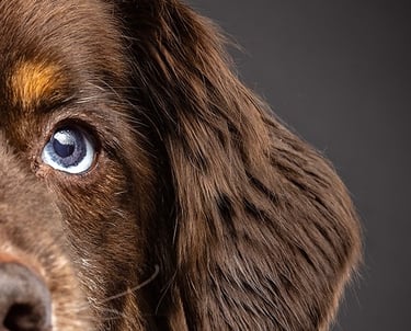 blue eyed dog close up