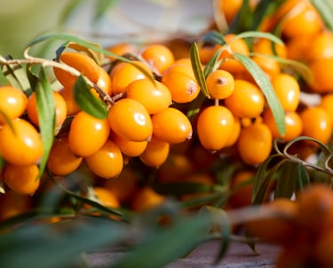 Sanddornbeeren