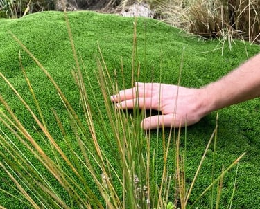hand touching the grass
