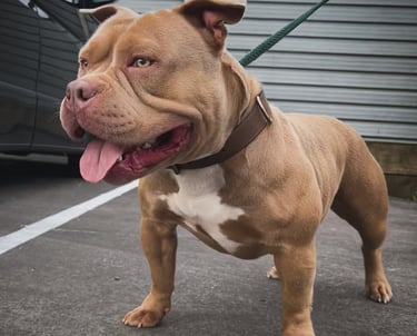 lilac pocket American Bully New Zealand