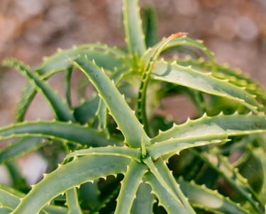 Aloe plant
