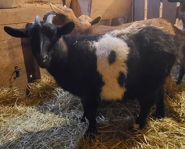 MGR Registered Fainting Goats