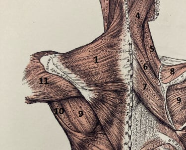 Z'N Formation Anatomie
