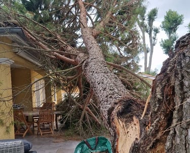 Pin parasol écrasé sur une maison