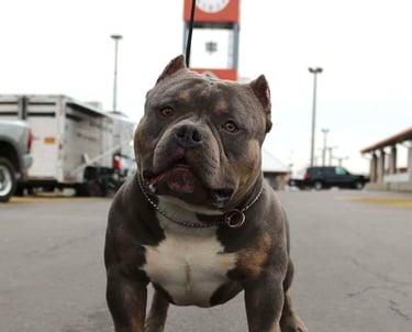 blue pocket american bully New Zealand