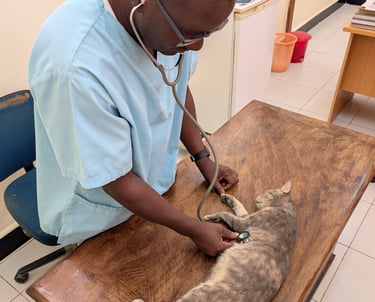 vet dr. peter is examine a cat with the stethoscope