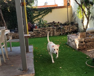 perro caminando en hospedaje