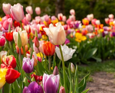 Colorful tulip bulbs blooming in spring after fall garden cleanup and planting in a WNY residential 