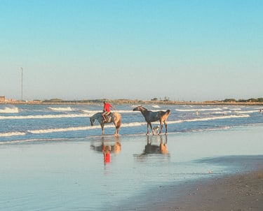 Horses bathing on the beach in Uruguay