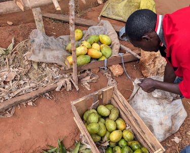 AAK farm staff is sorting fresh mangos