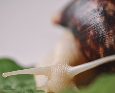 Escargot