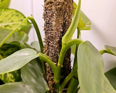 Philodendron Silver Sword on a sphagnum moss pole